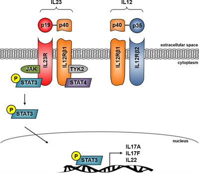 Role of the IL23/IL17 Pathway in Crohn’s Disease